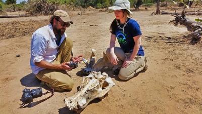 On this project, you'll collaborate with a team of expert scientists to merge bone and live-animal surveys, investigating the historical shifts in climate and mammalian communities within the Luangwa River Valley.
