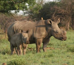 A white rhino female with her calf (C) Lynne MacTavish