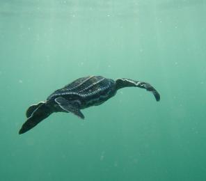 Leatherback sea turtle seen on Earthwatch expedition Costa Rican Sea Turtles.