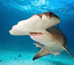More than a third of sharks and rays around the world are at risk of extinction, making them the second most threatened vertebrate group on earth (after amphibians).