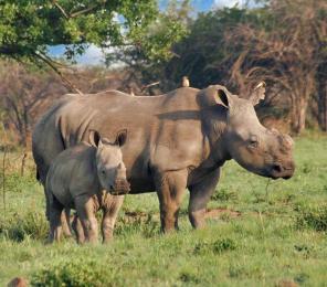 A white rhinoceros, white rhino (Ceratotherium simum) female with her calf (C) Lynne MacTavish