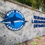 In Florida, shark catch limits are informed by data collected by Mote Marine Laboratory and Aquarium as part of the longest-running shark abundance survey in the nation.